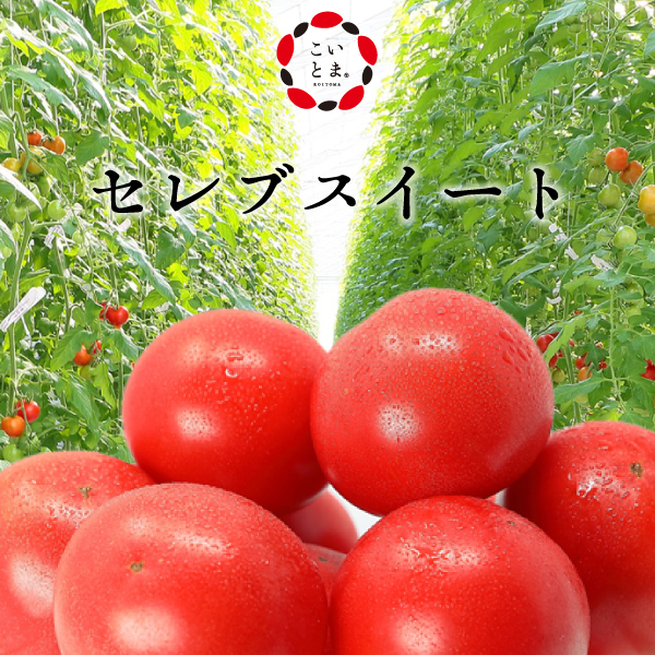 今シーズンは販売終了【こいとま】セレブスイート　ギフト用とご家庭用大容量が選べる濃い恋トマト
