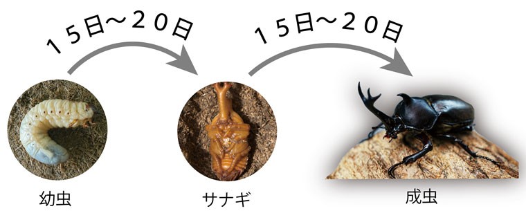 やぶらぶウォーカー 再販 22シーズン 昆虫マット こばやしひろし名人のインセクトソイル5l