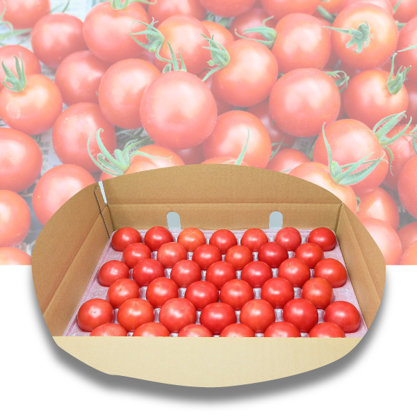 やぶらぶウォーカー / 今シーズンは販売終了【こいとま】セレブスイート ギフト用とご家庭用大容量が選べる濃い恋トマト